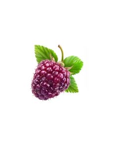 Loganberry Puree Shelf Stable