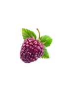 Loganberry Puree Shelf Stable